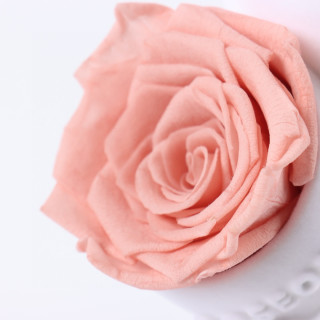 Roseonly Sweetheart Rabbit Eternal Rose Figure - White view 7